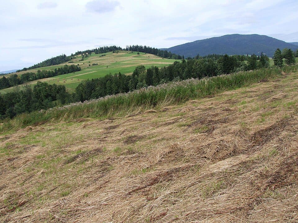 Grzebień (Gorce)