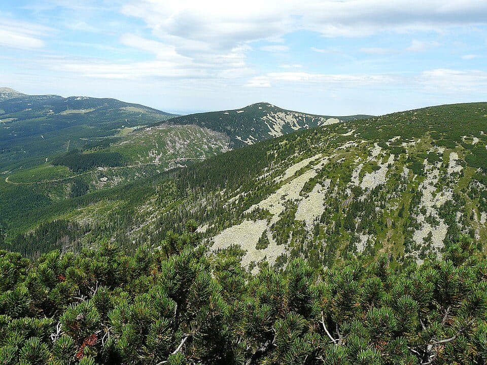 Dřevařská cesta