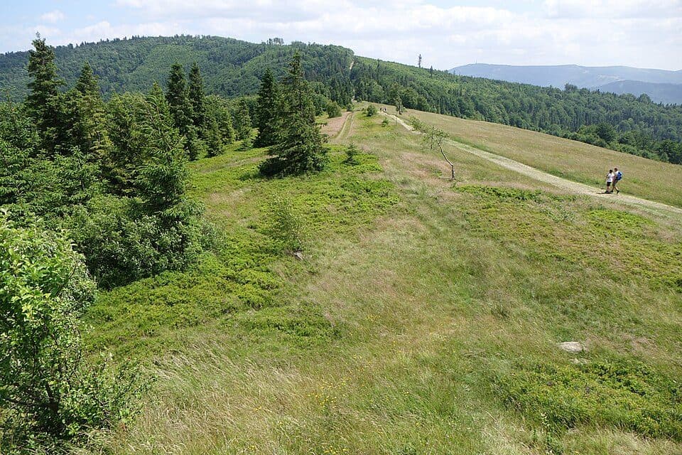 Wapienica PKP - Palenica - Błatnia (Błotny)