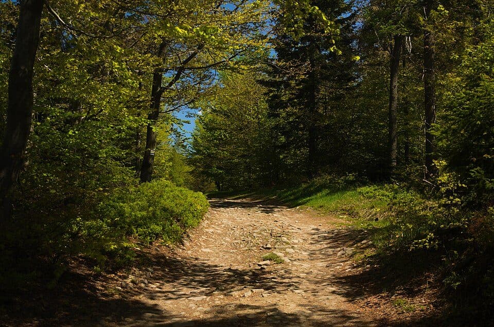 Rogacz (828 m) — zdjęcie 2