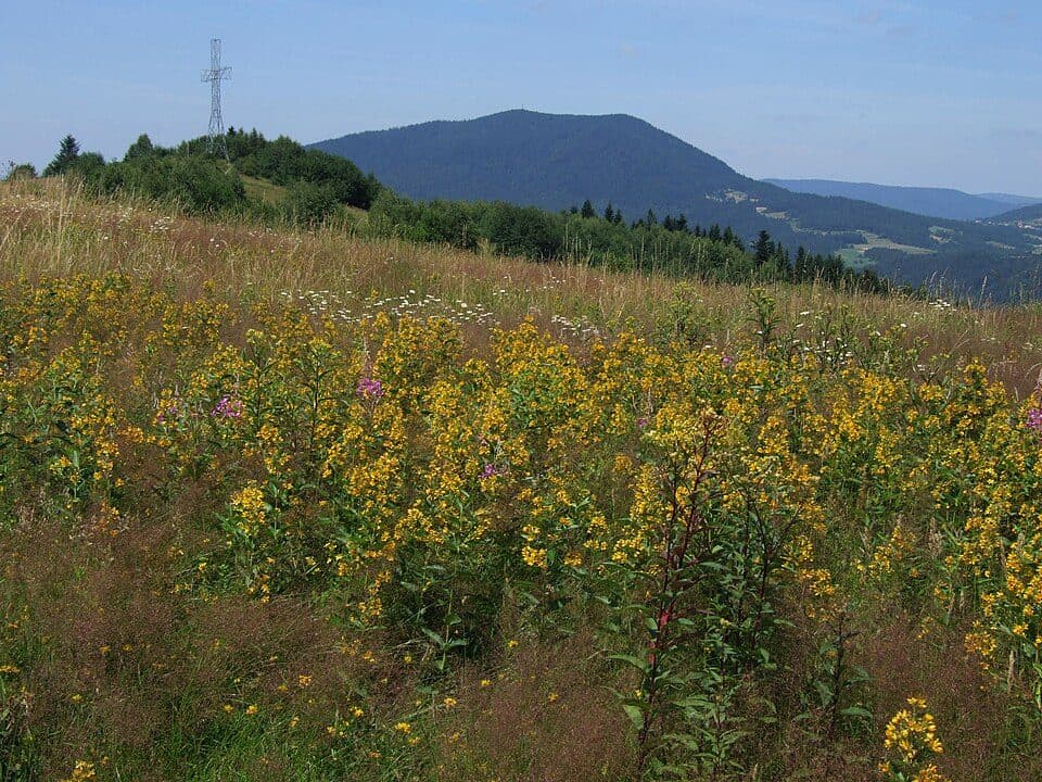 Góra Chabówka