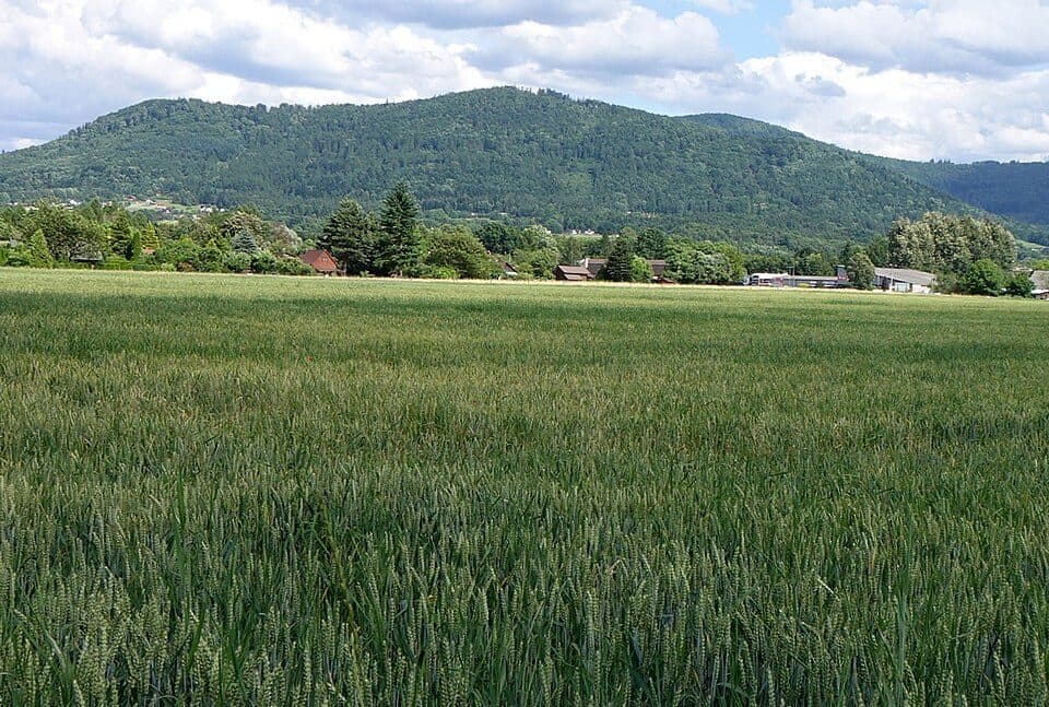 Lipowski Groń — 2. fotó