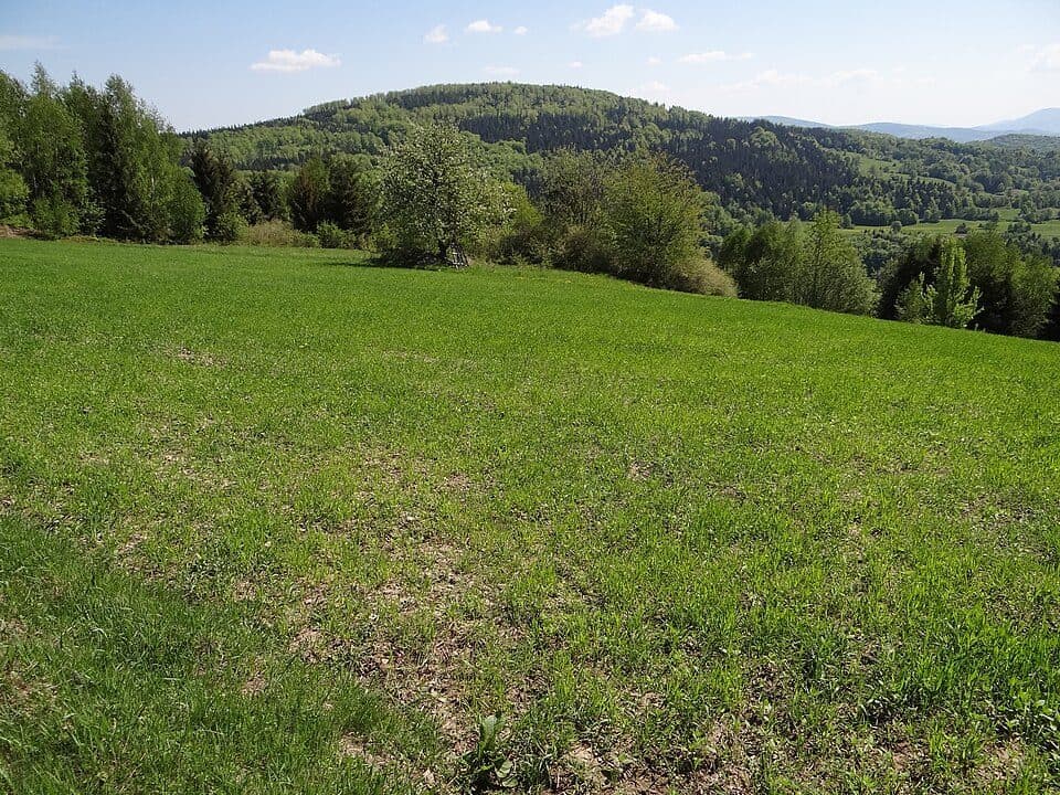 Sularzówka - Cupel