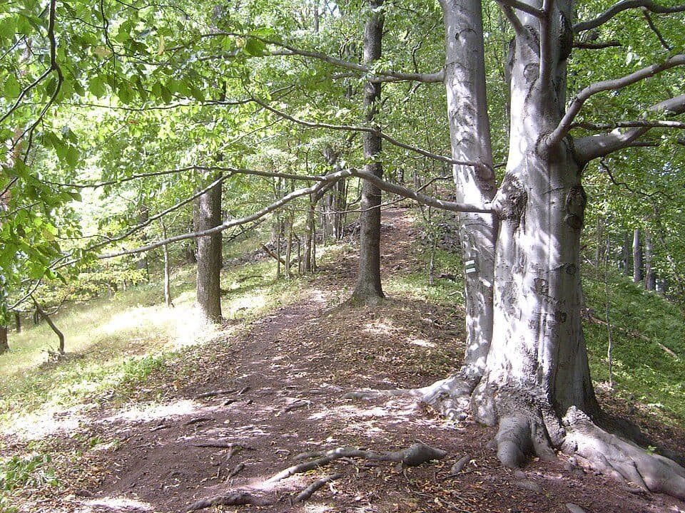 Kozlov — zdjęcie 2