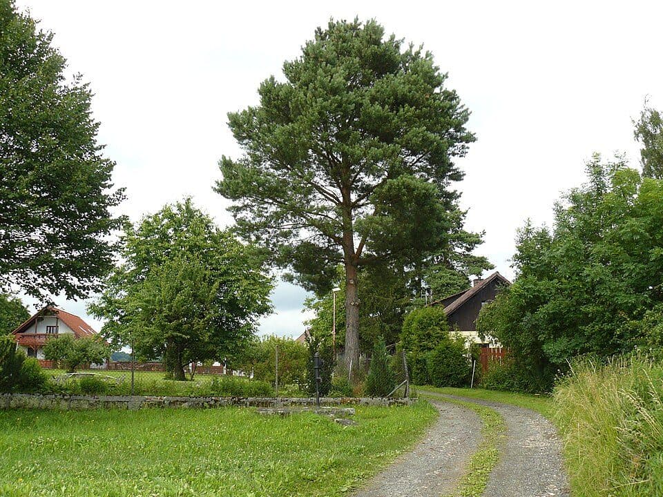 [Z] Lomnice nad Popelkou - Libuň
