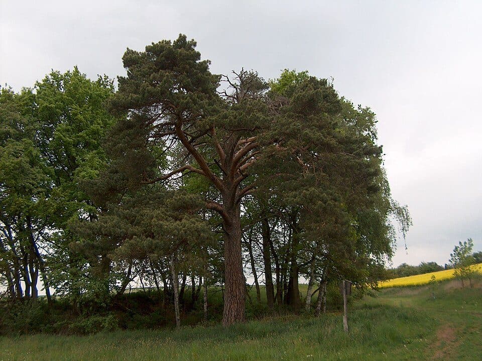 Soběslavice — zdjęcie 2