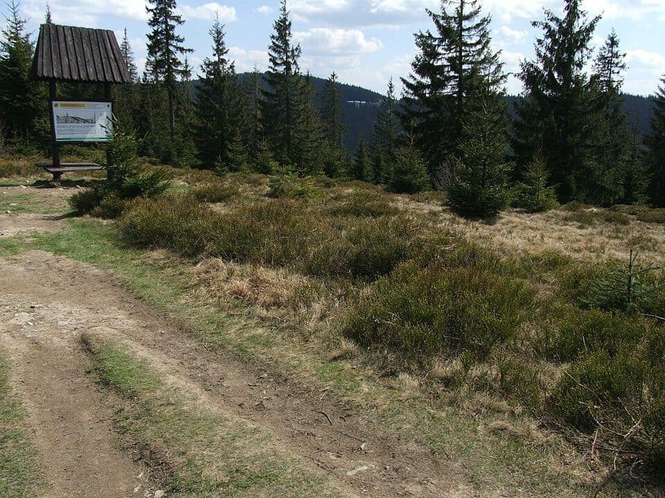 Obidowiec — fotografie 2