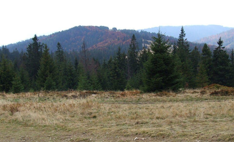 Klikuszowa - Bukowina Miejska