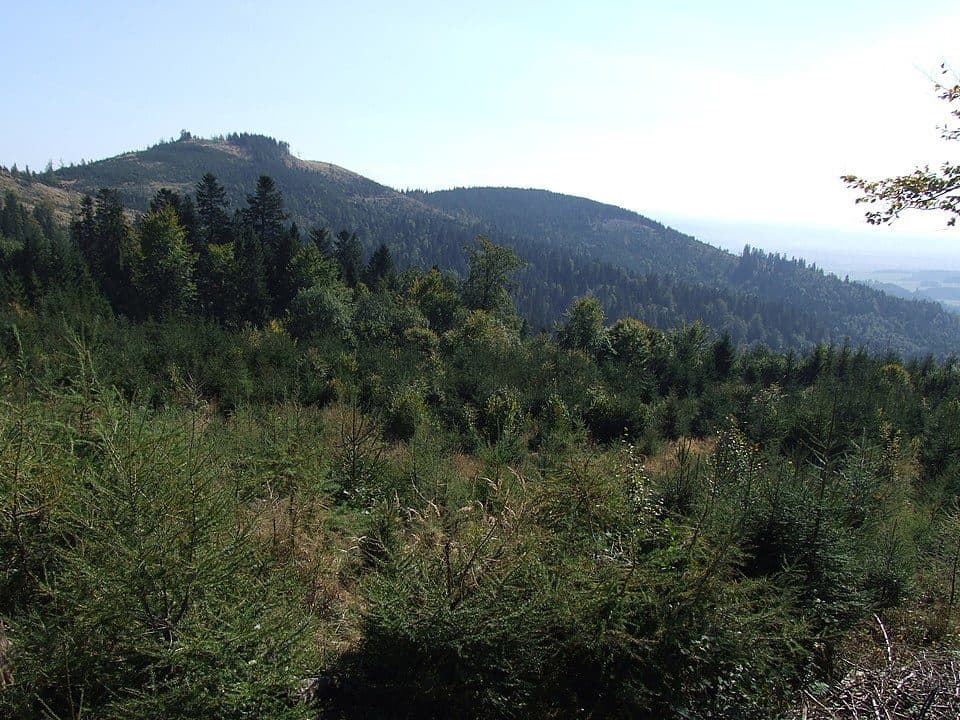 Špiciak
