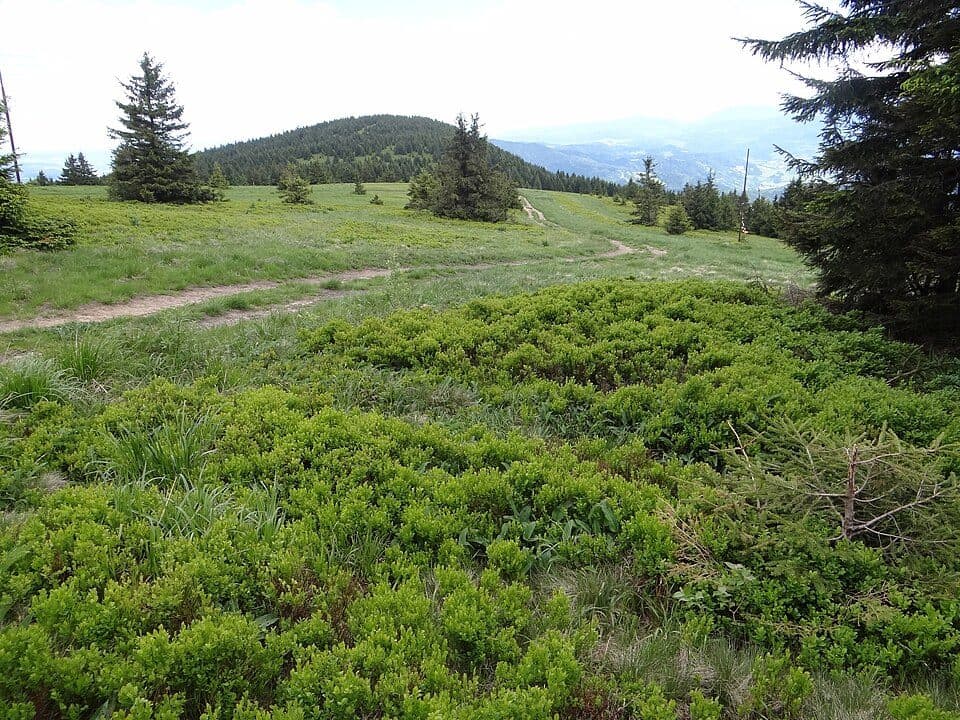 Kľak - Trstená