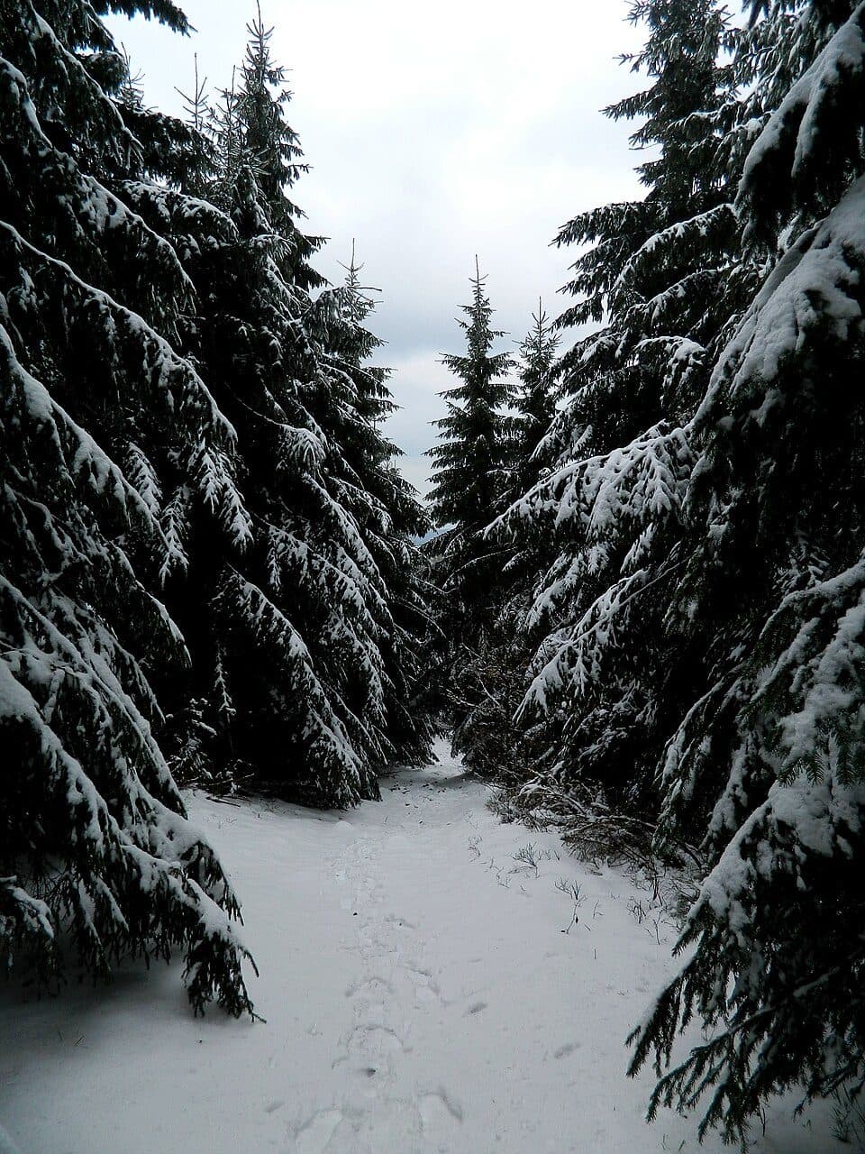 [M] Morávka, Lipový - Slavíč (tur. chata)