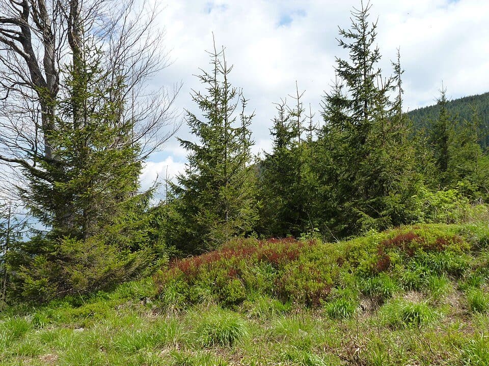 Satina - Hradová - Tanečnice - Kykulka