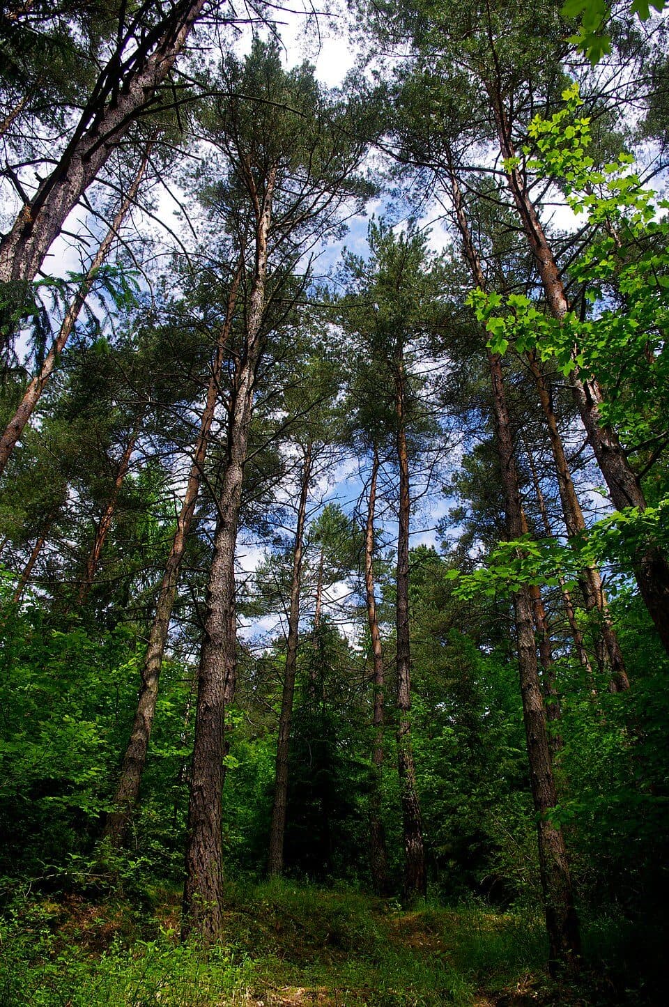 Jasenica (powiat Powaska Bystrzyca) — zdjęcie 3
