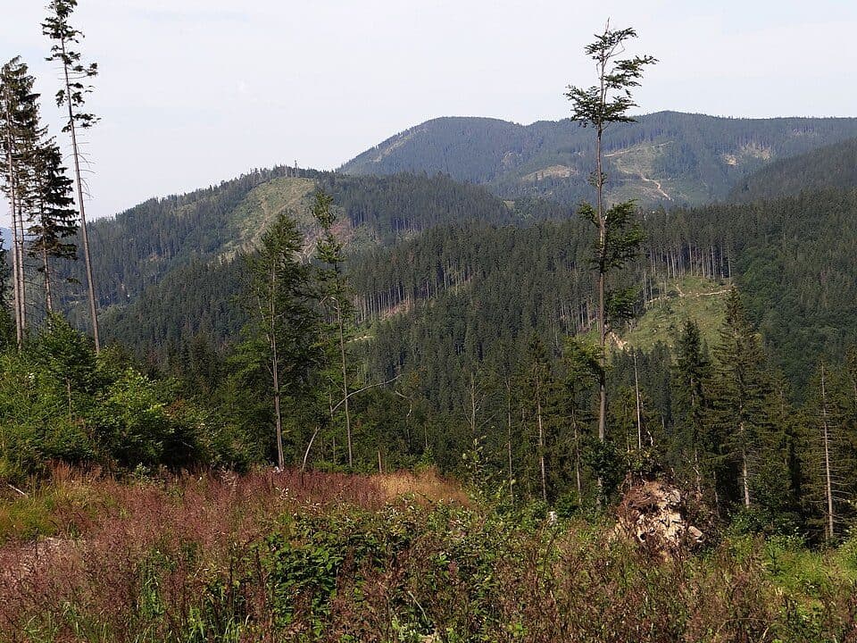 Kiczorka (Grupa Wielkiej Raczy)