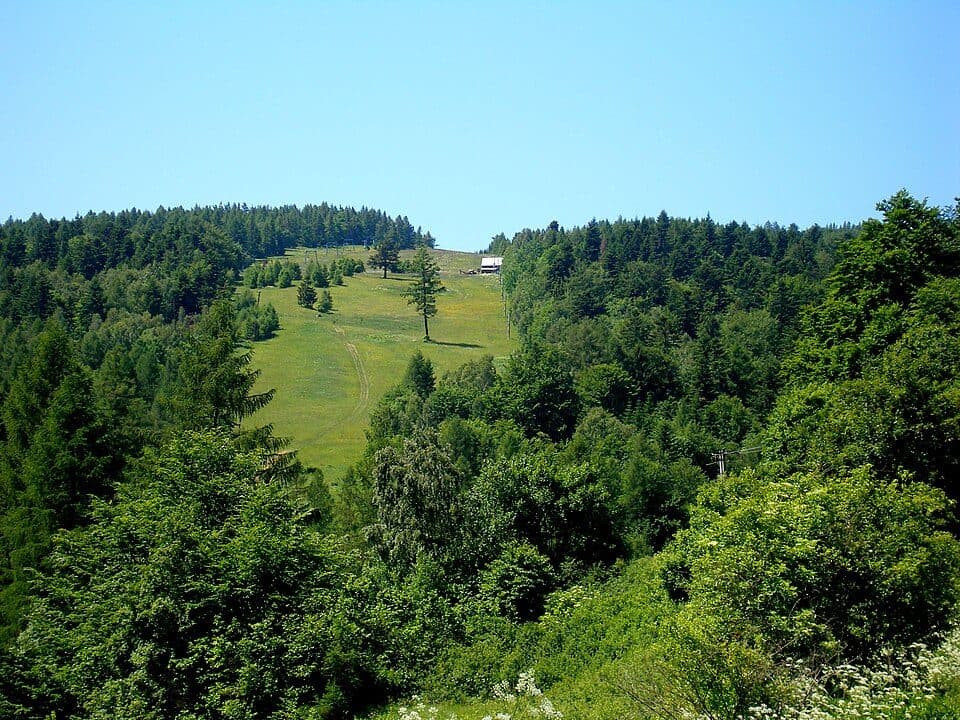 Bučie