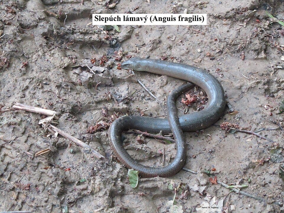 Veľký Lopeník-Nová Bošáca