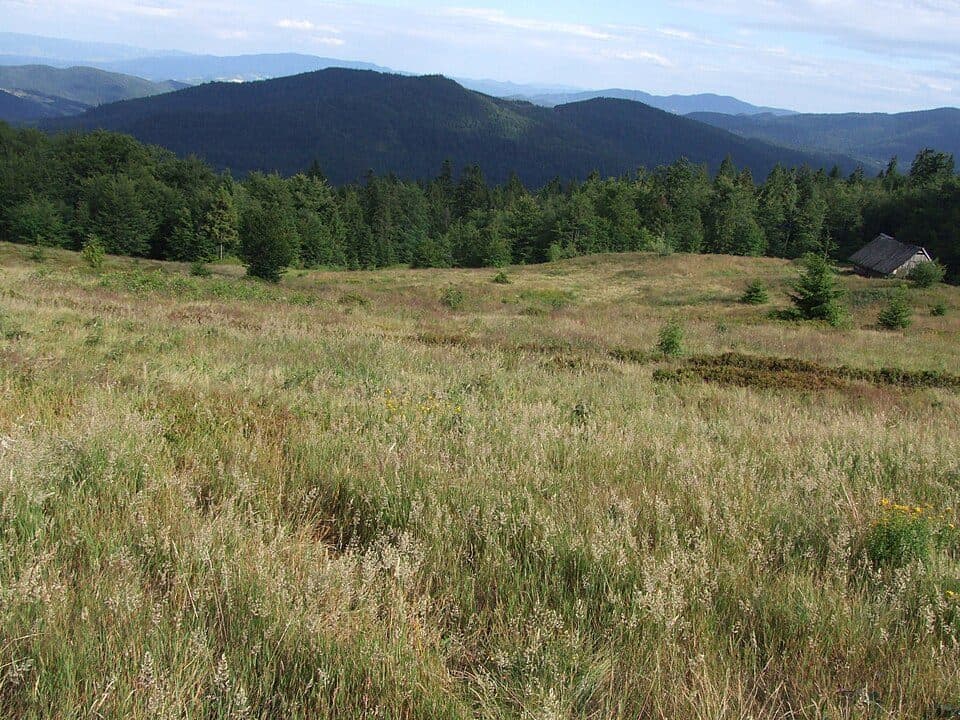 Wielki Wierch (Gorce)