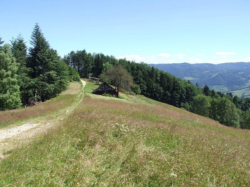 Poczekaj (polana)