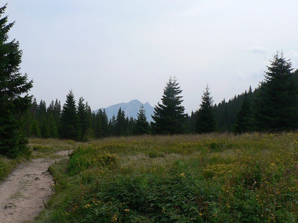 Psia Trawka - Rówień Waksmundzka