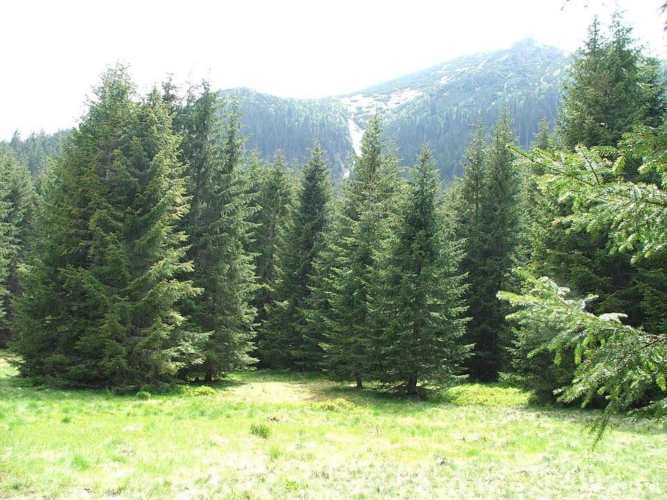 Czerwone Brzeżki - Polana Pod Wołoszynem