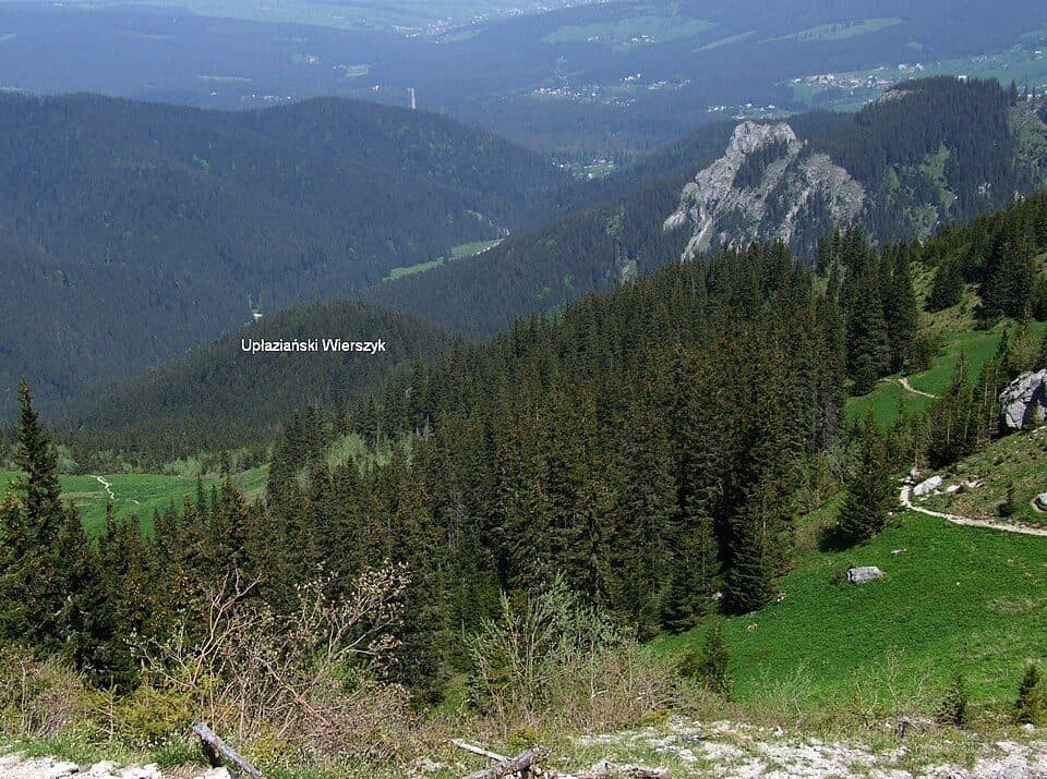 Adamica