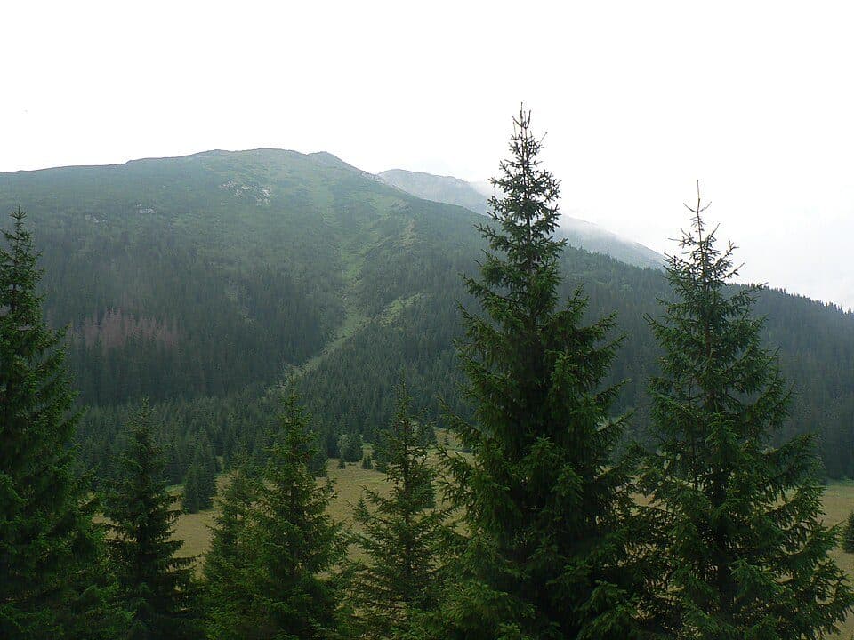 Waksmundzka Polana
