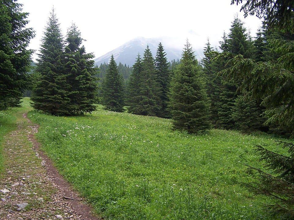 Ciemniak - Małołączniak