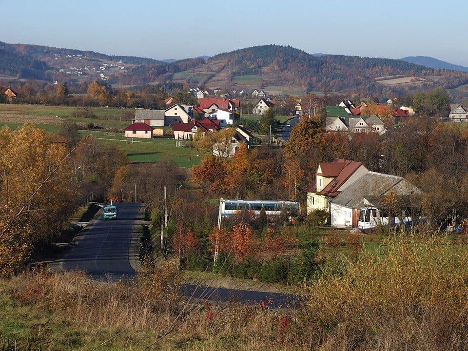 Niezapominajka