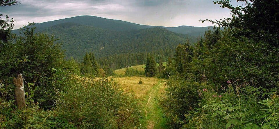 Głuchaczki