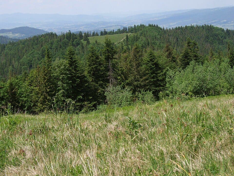 Koninki - Orkanówka