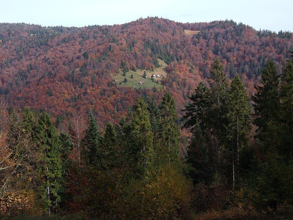 Wyżnia (szczyt w Gorcach)