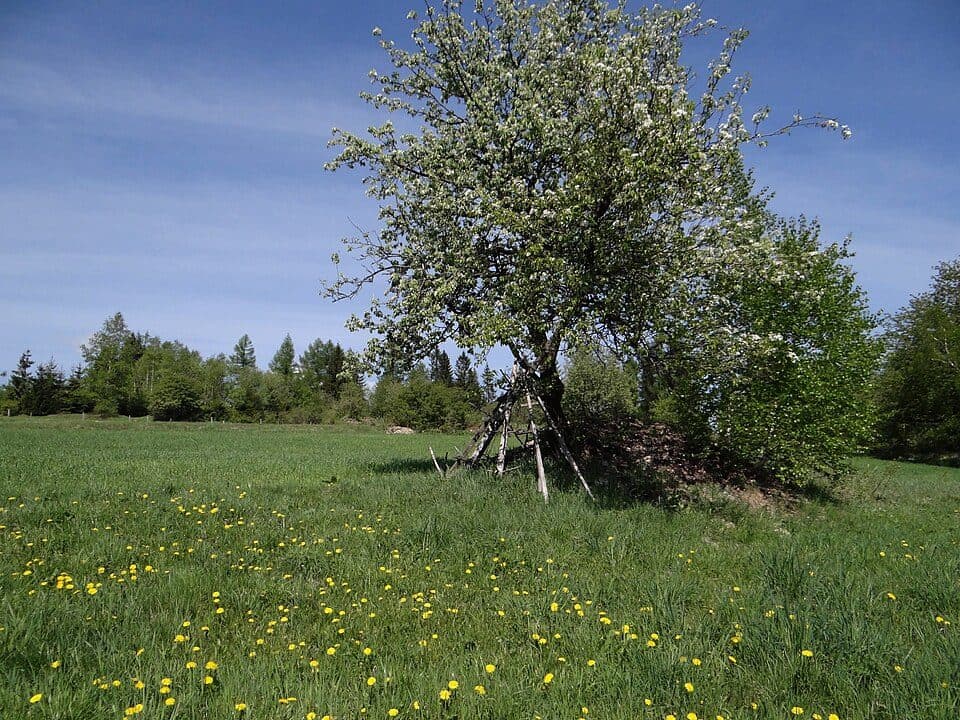 Kotoń — fotografia 3