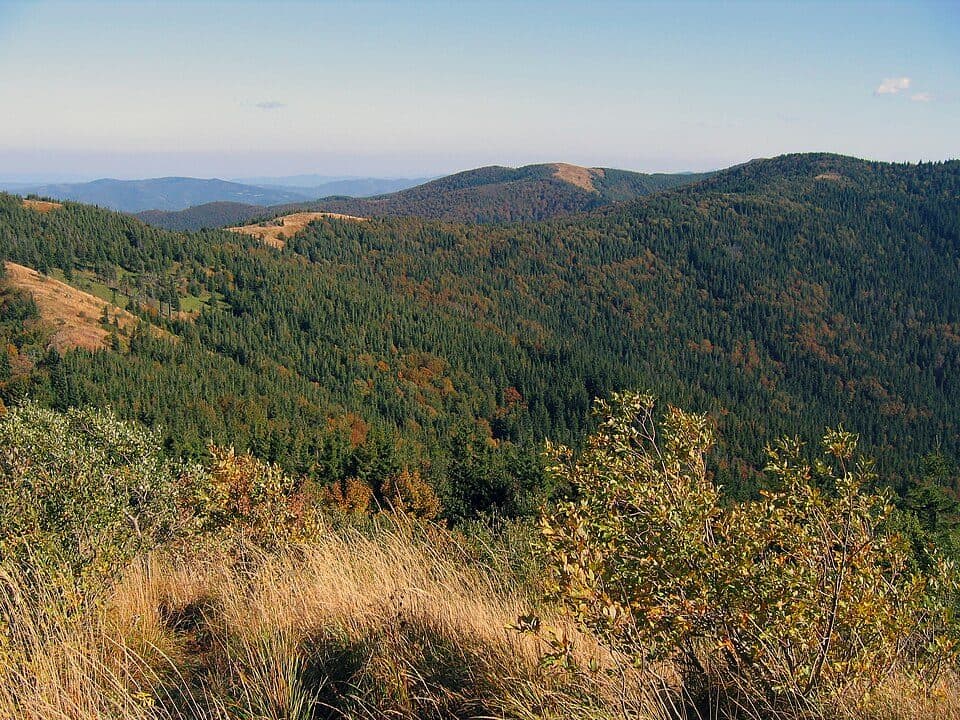 Zeleміanka — photo 2