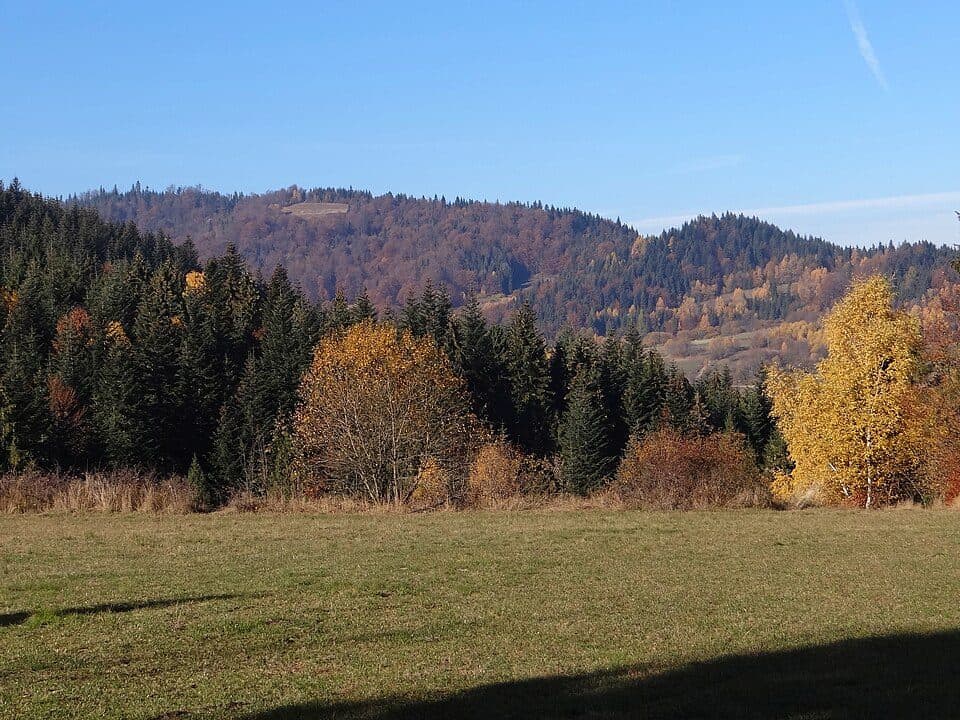 Zdzar — zdjęcie 2