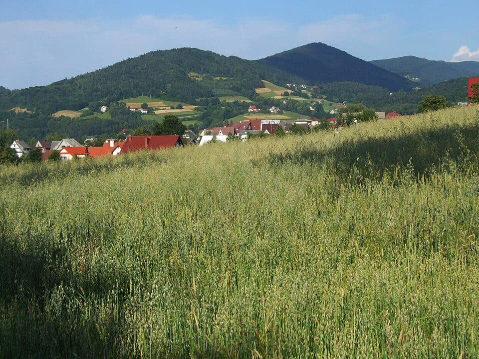 Przełęcz Pod Sałaszem - Łososina Górna