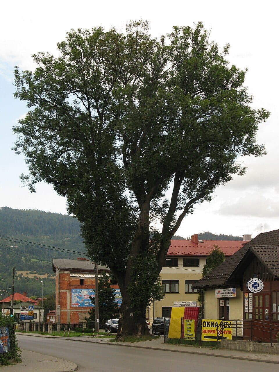 Rajcza - Romanka