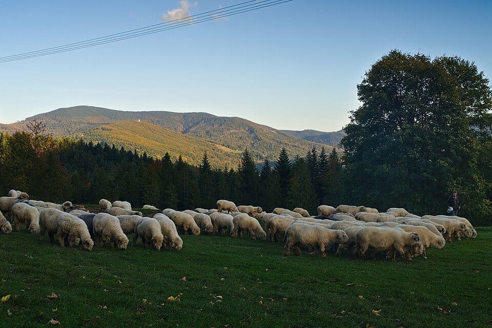 Zawoja — zdjęcie 2