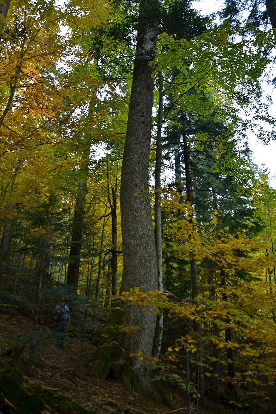 Траверс Аршиці (помаранчеві мітки)