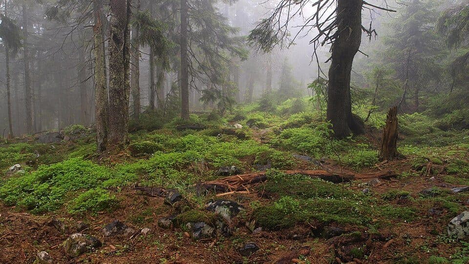 №5, Буковель - гора Синяк
