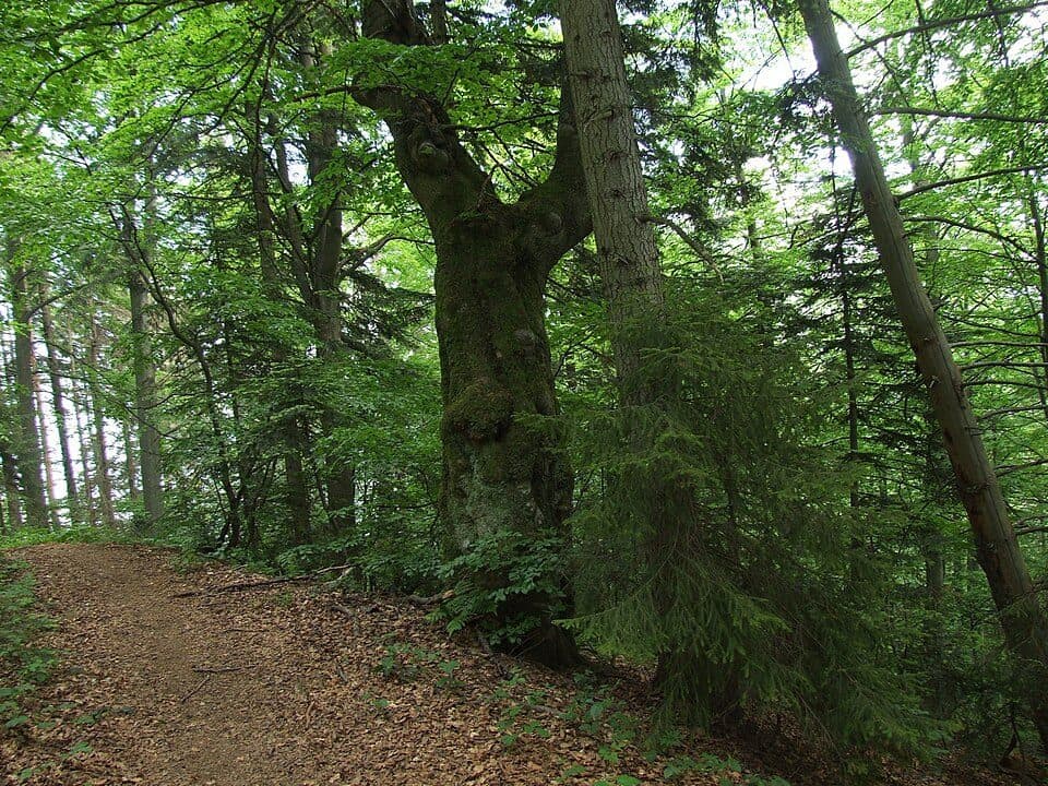 Kopieniec (Gorce)