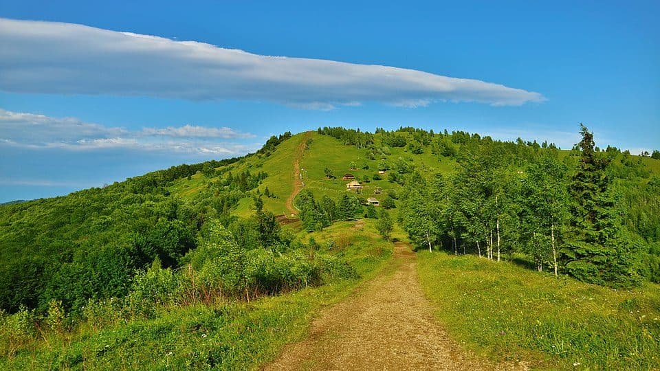 Makowica