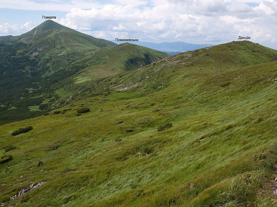 Заросляк - Несамовите