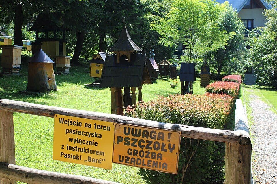 Mochnaczka Wyżna - Ptaszkowa