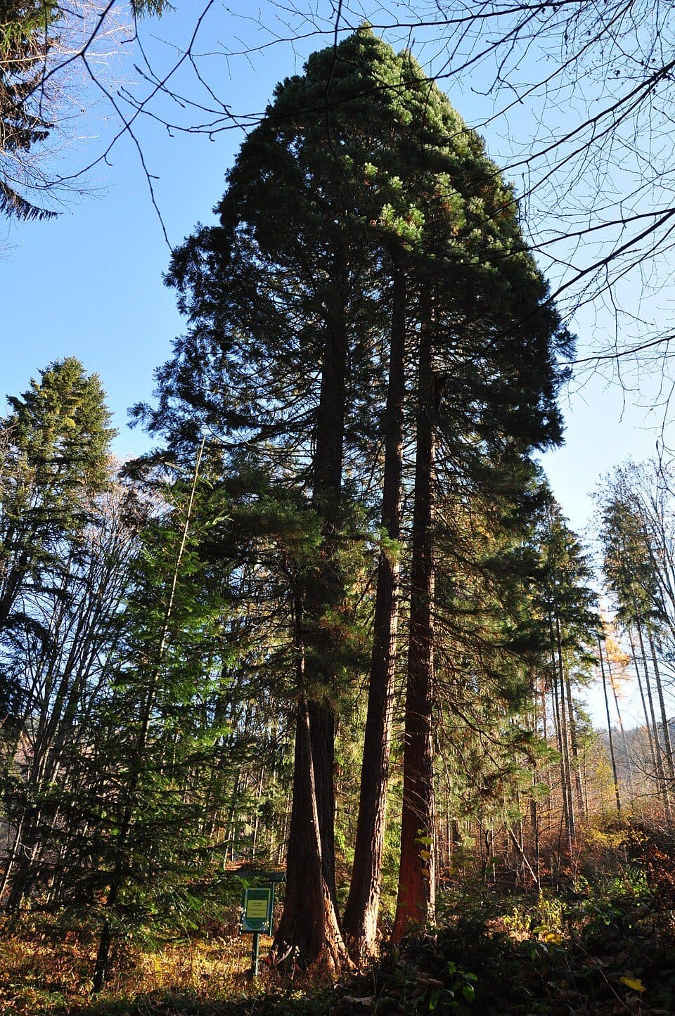 Секвоя