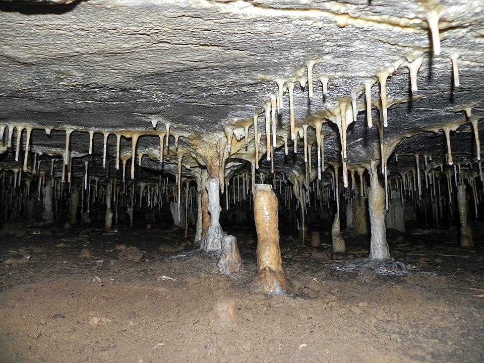 Chvála stromů