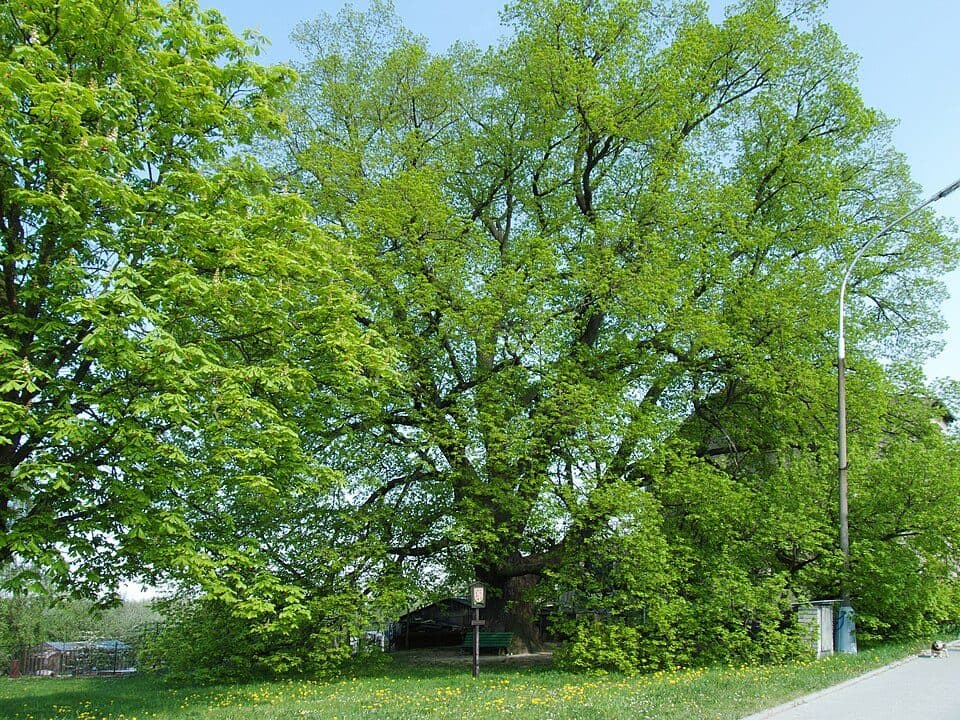 [Č] Střelské Hoštice - Strakonice