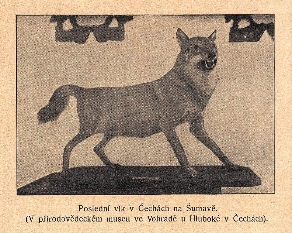 Vlčí kámen