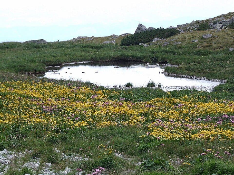Kwietnicowy Staw