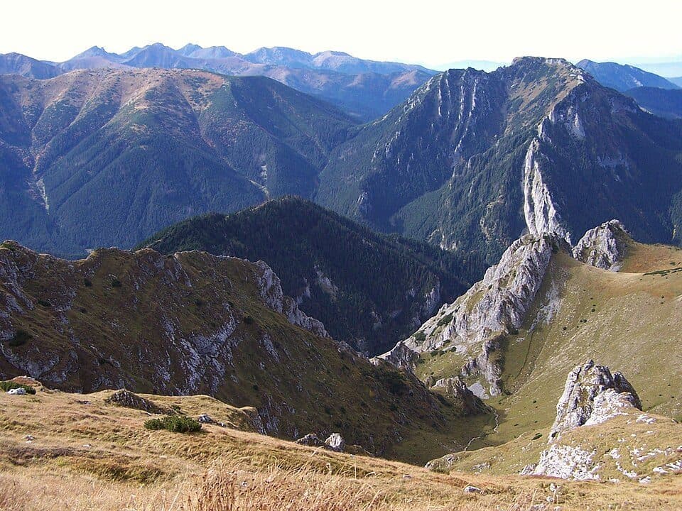 Ciemniak - Małołączniak