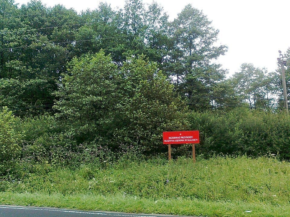 Rezerwat przyrody Olszyna Łęgowa w Kalnicy